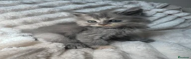 Persian 1