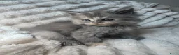Persian cats for sale: Doll face Persian x Mainecoon gorgeous kittens  - Advert 19