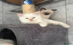 Ragdoll cats for sale: Adorable 2 male kittens, Ragdoll dad, mum Siamese - Image 1