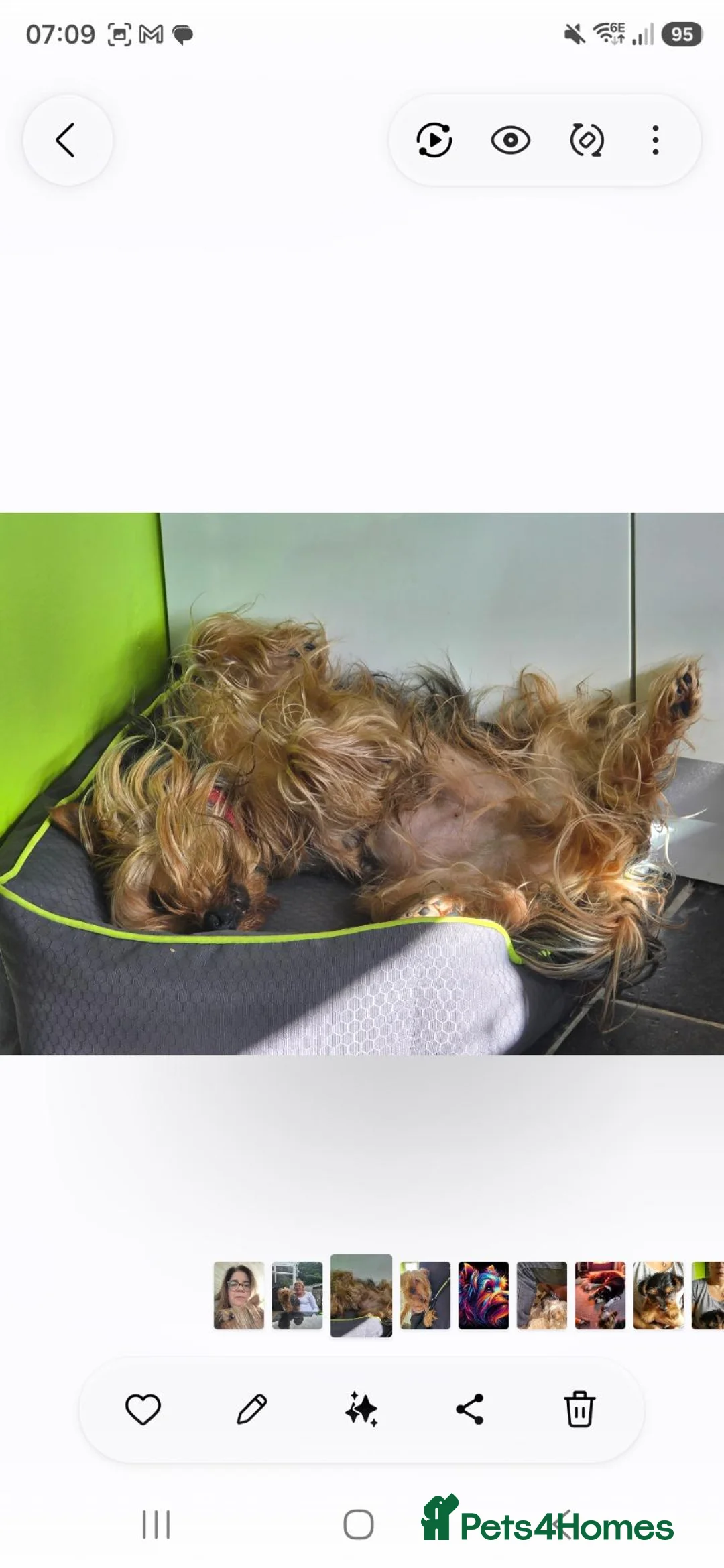 Yorkshire Terrier dogs for sale: For adoption in Yeovil - Advert 3