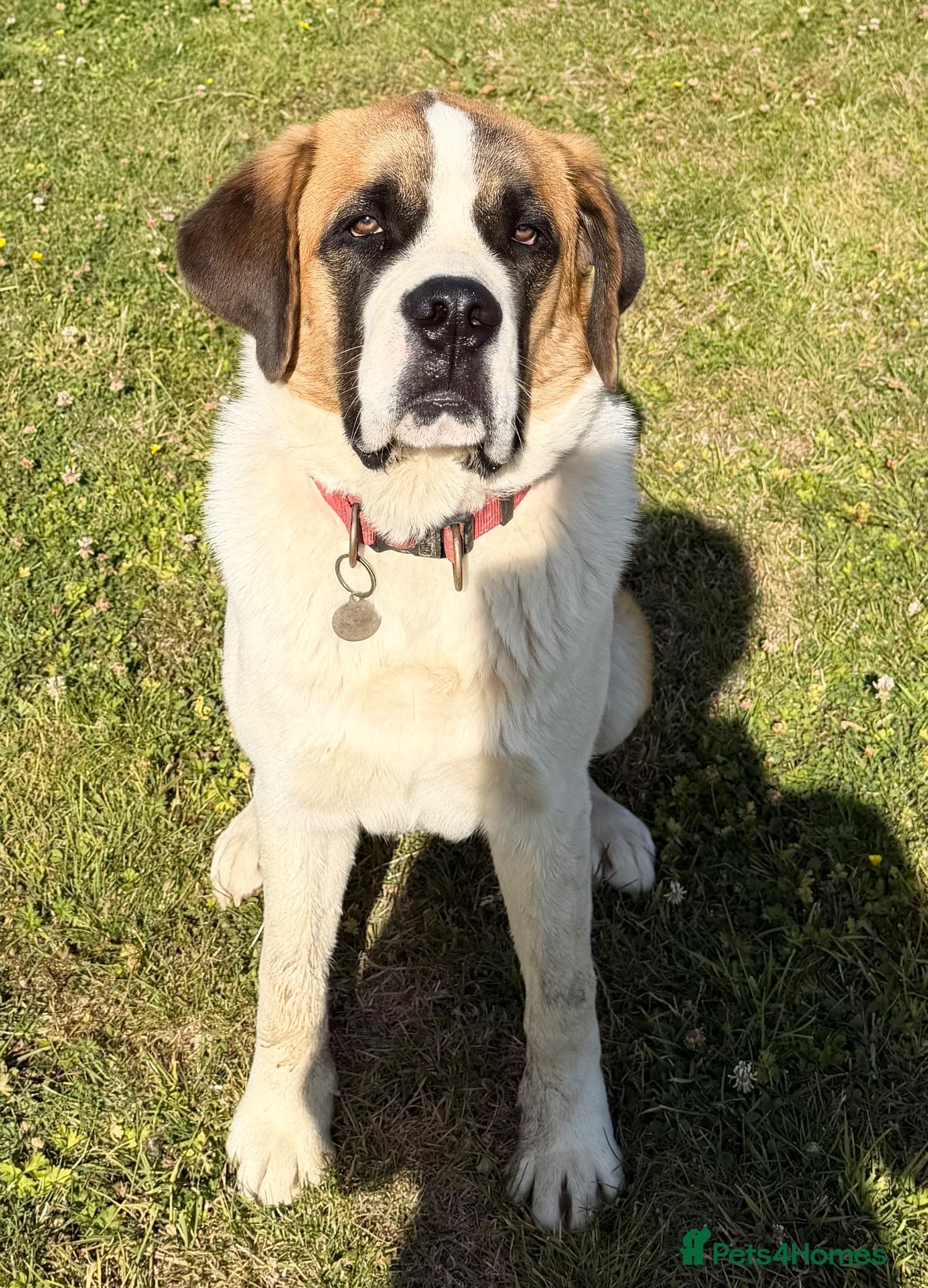 Saint Bernard dogs St Bernard (male)  - Advert 1