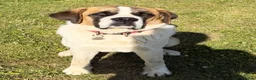 Saint Bernard dogs for sale: St Bernard (male)  - Advert 1
