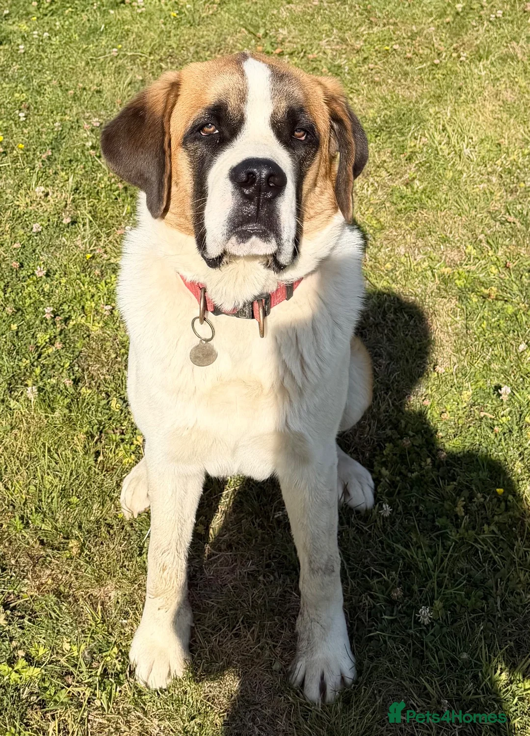 Saint Bernard dogs for sale: St Bernard (male)  - Advert 1