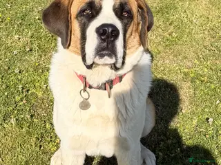Saint Bernard dogs St Bernard (male) - Advert 3