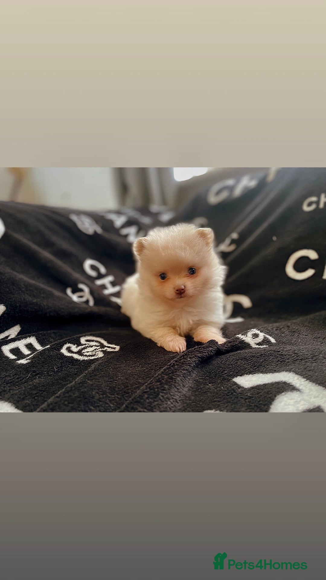 Pomeranian dogs for sale: KC Pomeranian pups - Image 6