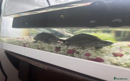 Terrapin reptiles for sale: x2 terrapin turtles - Image 1