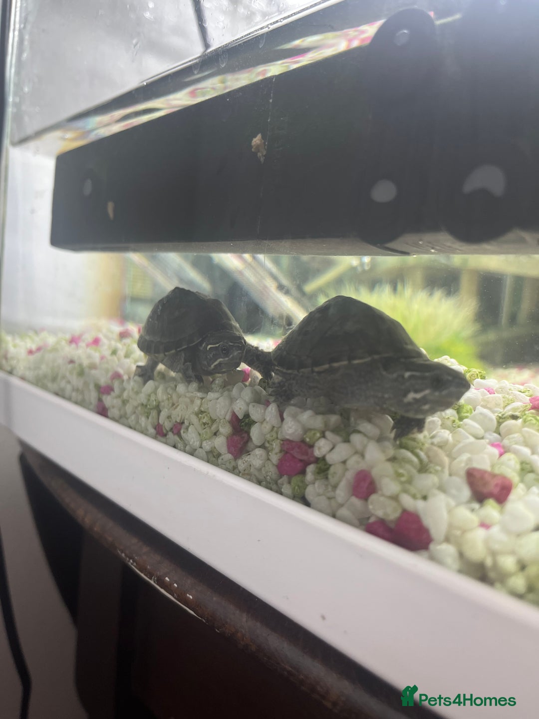 Terrapin reptiles for sale: x2 terrapin turtles - Image 1