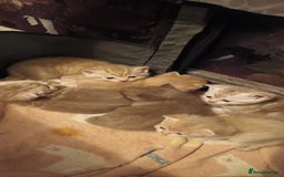 British Shorthair cats for sale: British shorthair - Advert 6