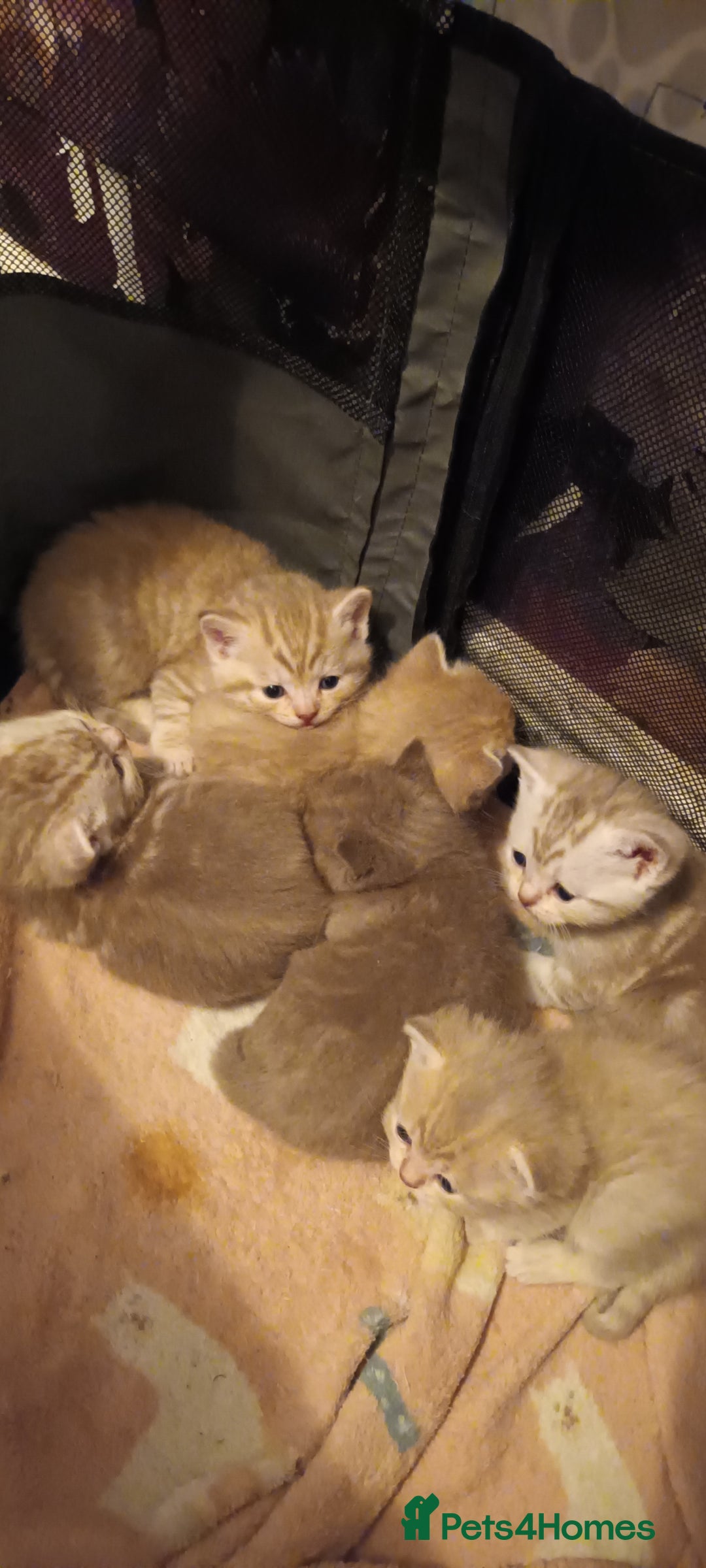 British Shorthair cats for sale: British shorthair - Advert 6