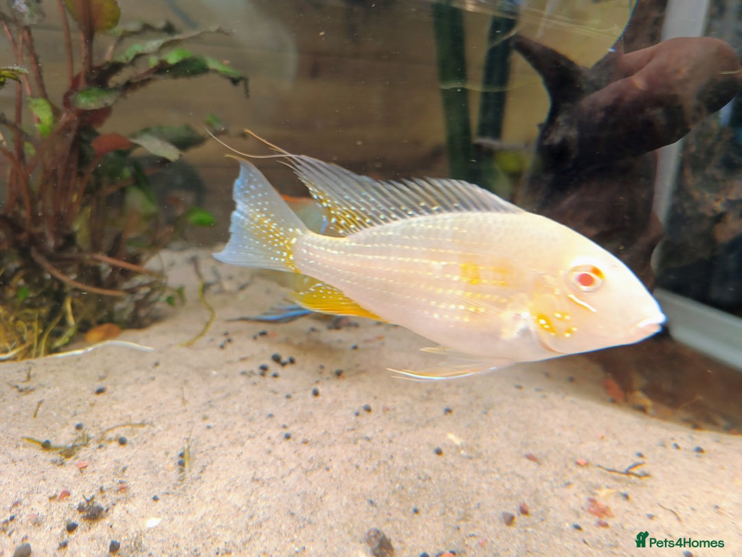 Cichlids fish for sale: Geophagus  & ALBINO HECKELII + MORE - Image 9