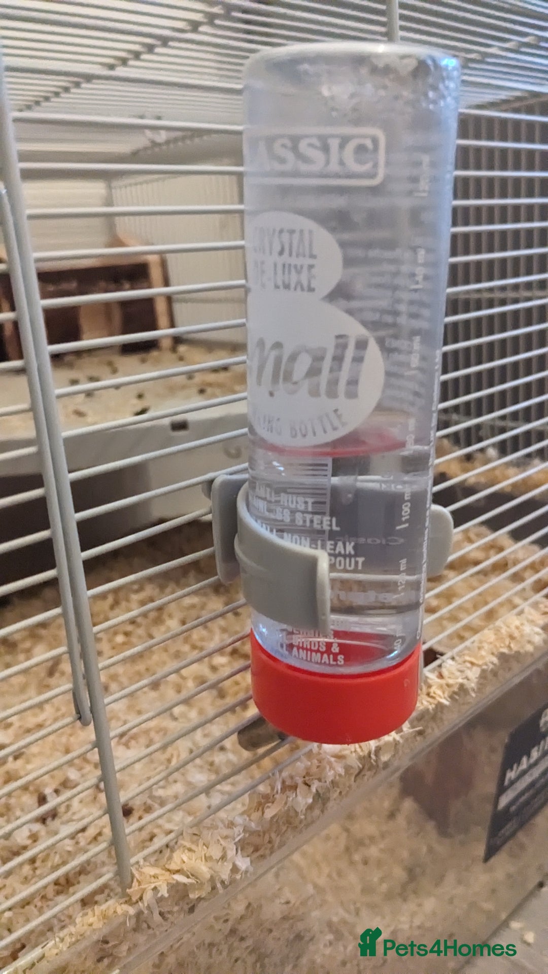 Gerbil rodents for sale: Girbills  - Advert 5