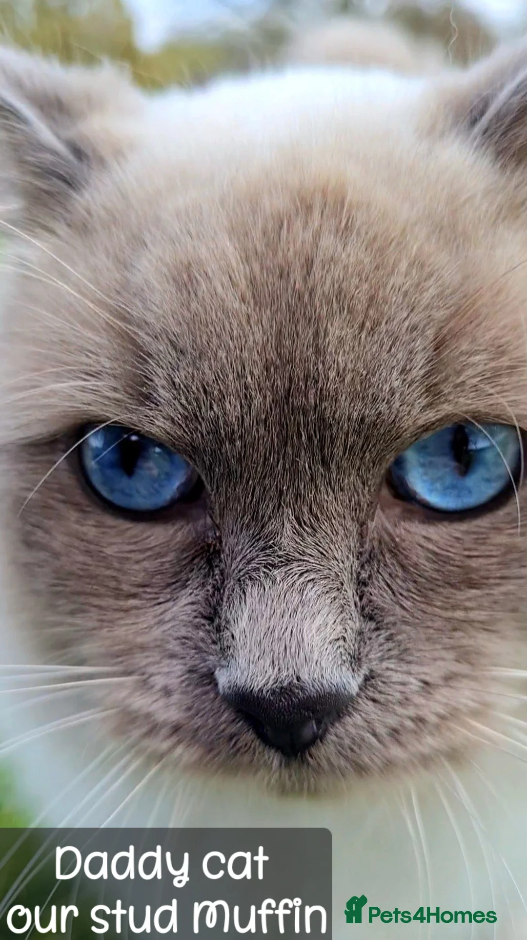 Ragdoll cats for sale: Ragdoll crosses from £175 *READY NOW* - Advert 18