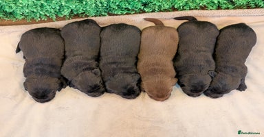Labrador Retriever dogs - Advert 13