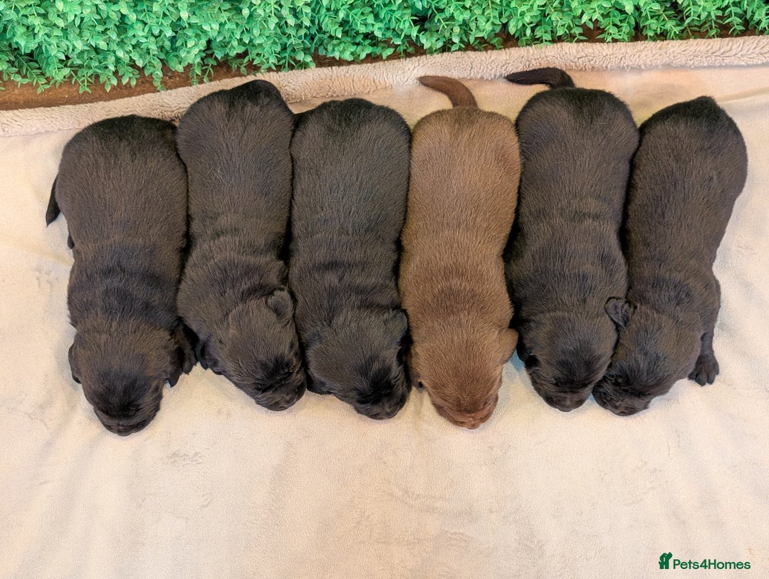 Labrador Retriever dogs for sale: CHUNKY BLACK AND CHOCOLATE PEDIGREE LABS - Image 2