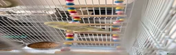 Budgerigars birds for sale: Female budgie with essentials included in Maidstone - Advert 1