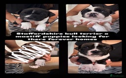 Mixed Breed dogs for sale: puppies are with mum and dad  - Image 1