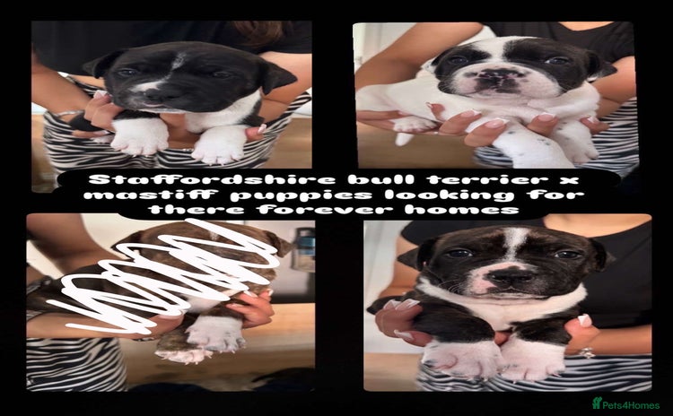Mixed Breed dogs - Advert 2