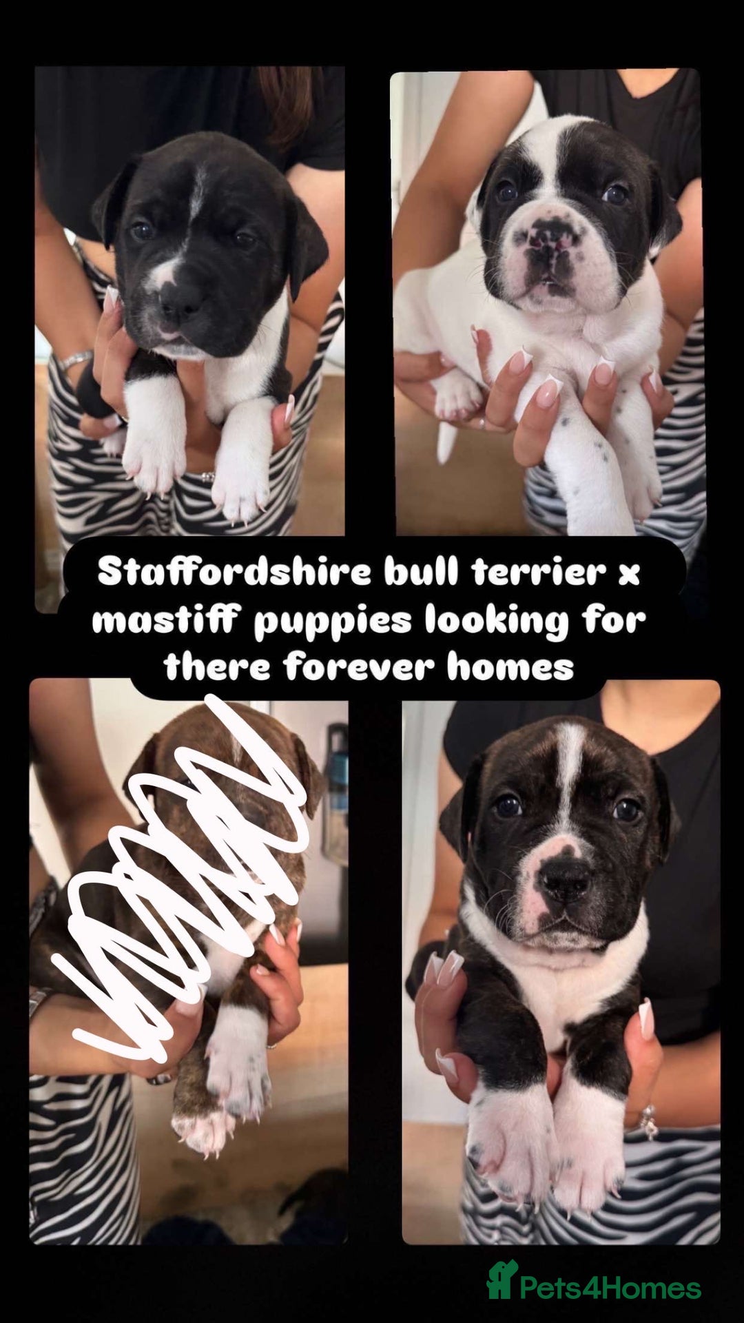Mixed Breed dogs for sale: puppies are with mum and dad  - Image 1