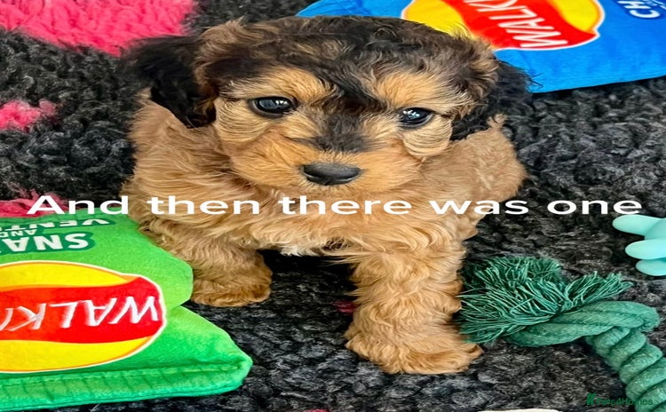 Cockapoo dogs - Advert 4