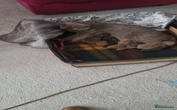 British Shorthair cats for sale: Scottish straight/ last two - Image 10