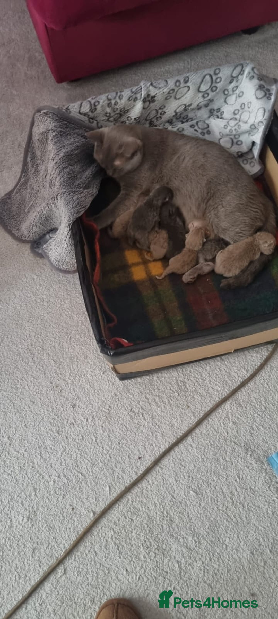 British Shorthair cats for sale: Scottish straight/ last two - Image 10