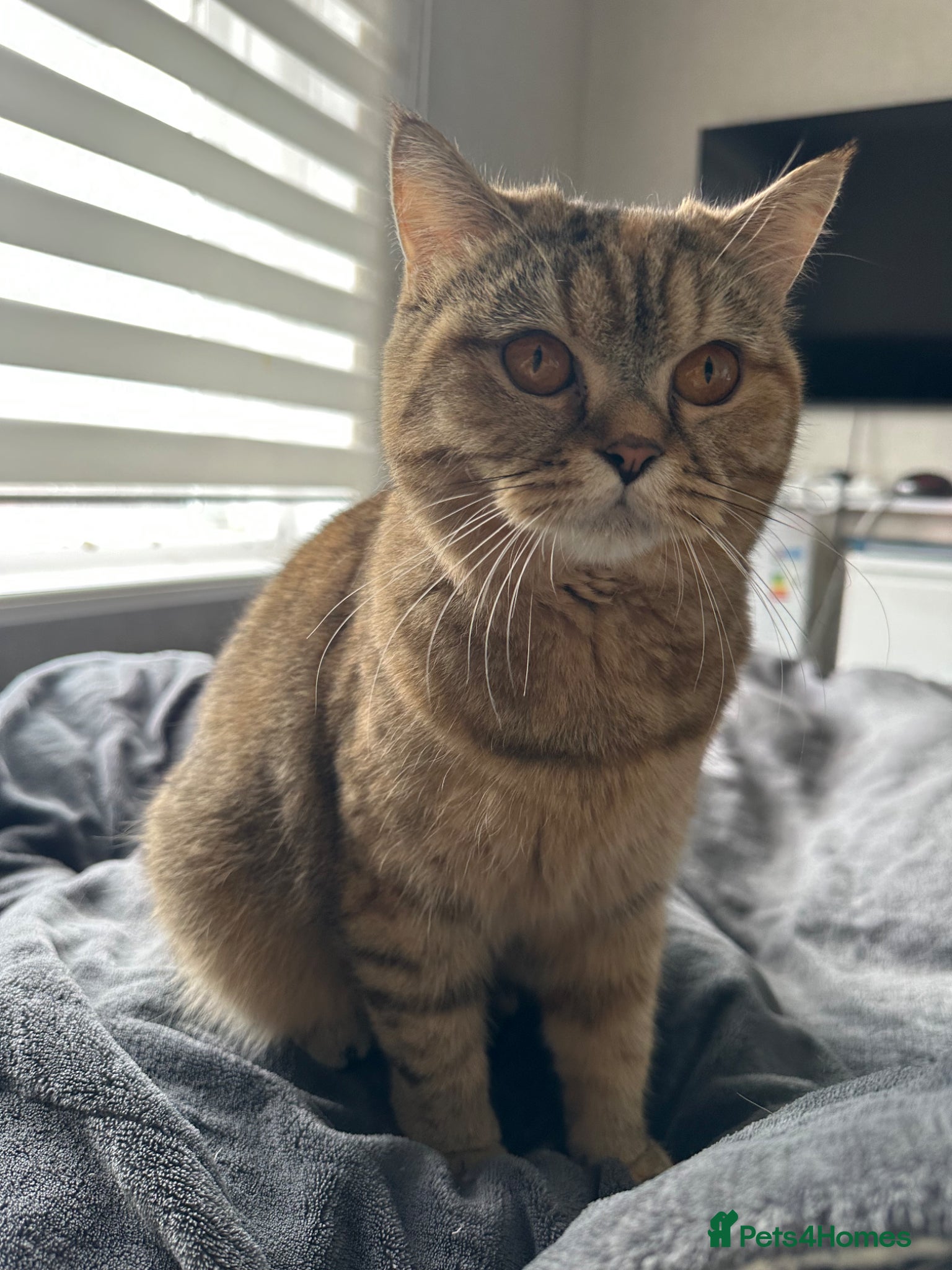 British Shorthair cats Loving and cuddly girl - Advert 1
