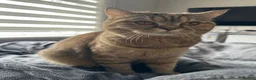 British Shorthair cats for sale: Cuddly & Affectionate Cat Needs Forever Home - Advert 1