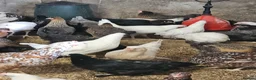 Chickens poultry for sale: Hybrid hens  - Advert 4