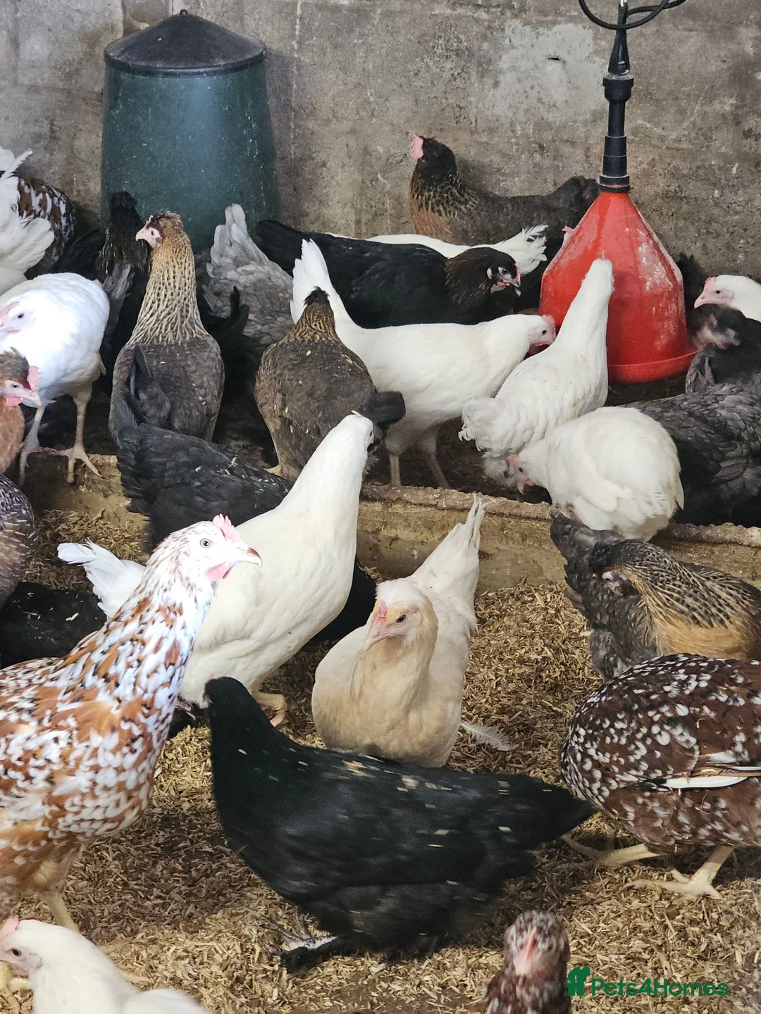 Chickens poultry for sale: Hybrid hens  - Advert 4