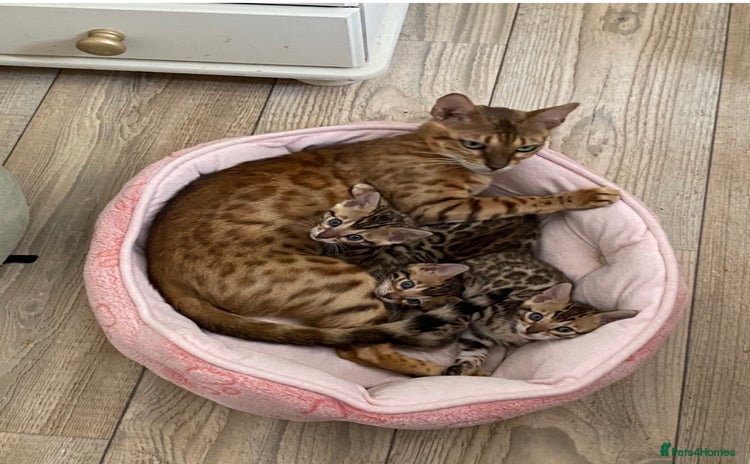 Bengal cats - Advert 2
