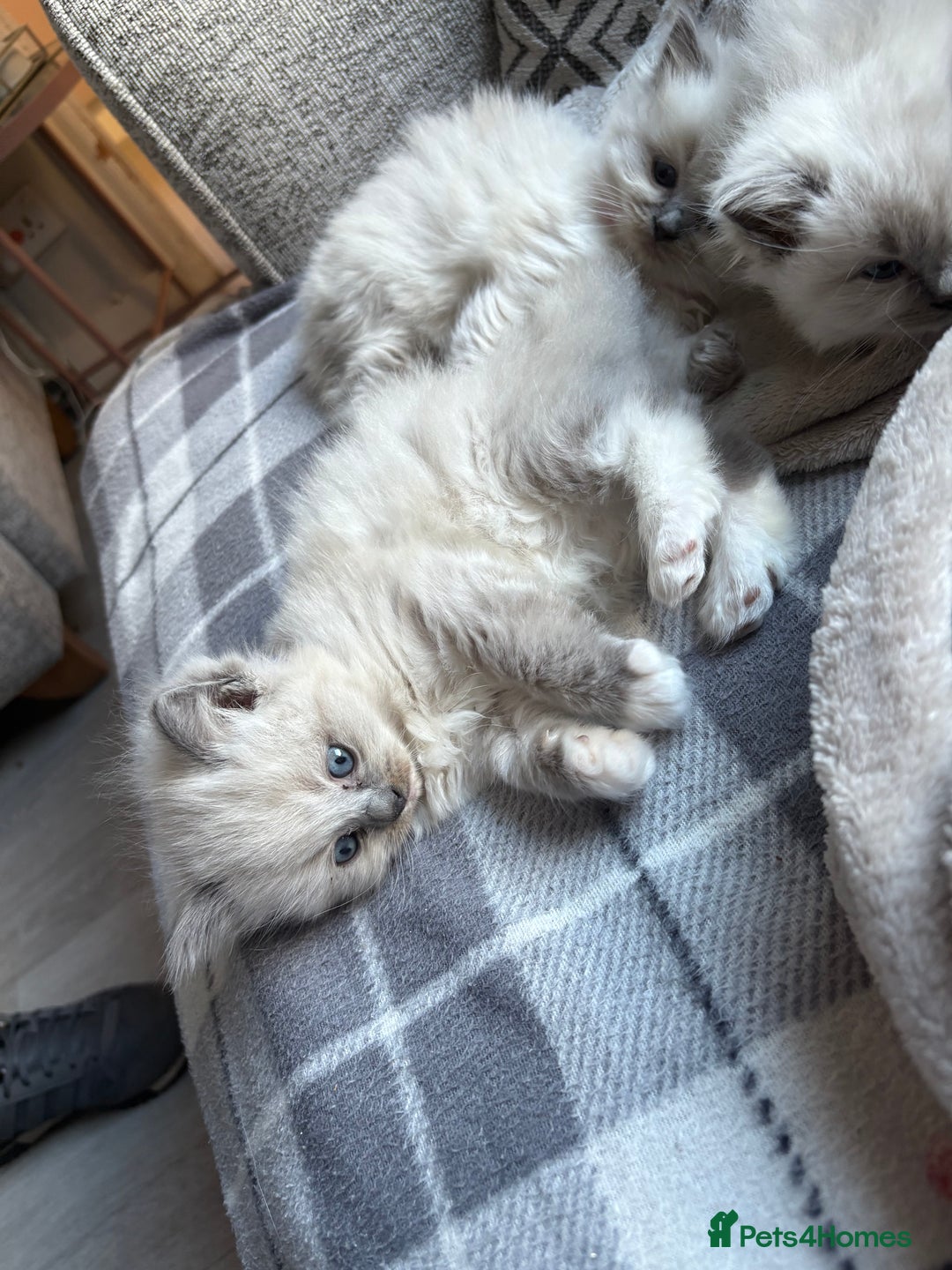 Ragdoll cats for sale: Ragdoll kittens for sale  - Advert 14