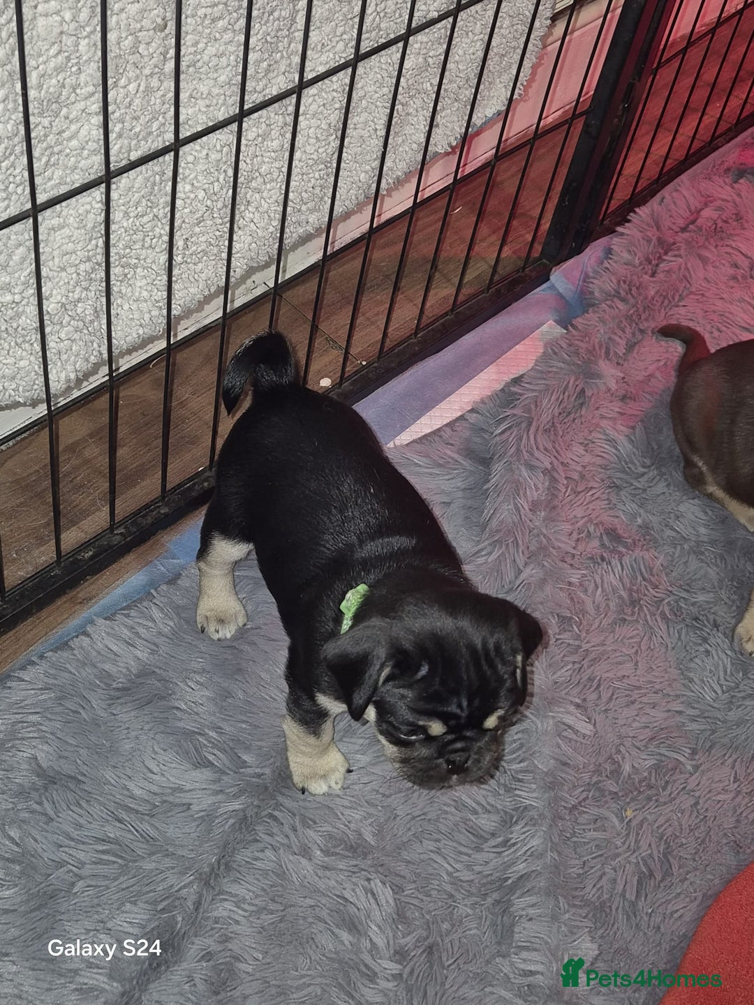 Pug dogs for sale: KC reg Pug puppies  - Advert 11