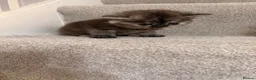 British Shorthair cats for sale: British shorthair adorable kittens ❤️ - Advert 22