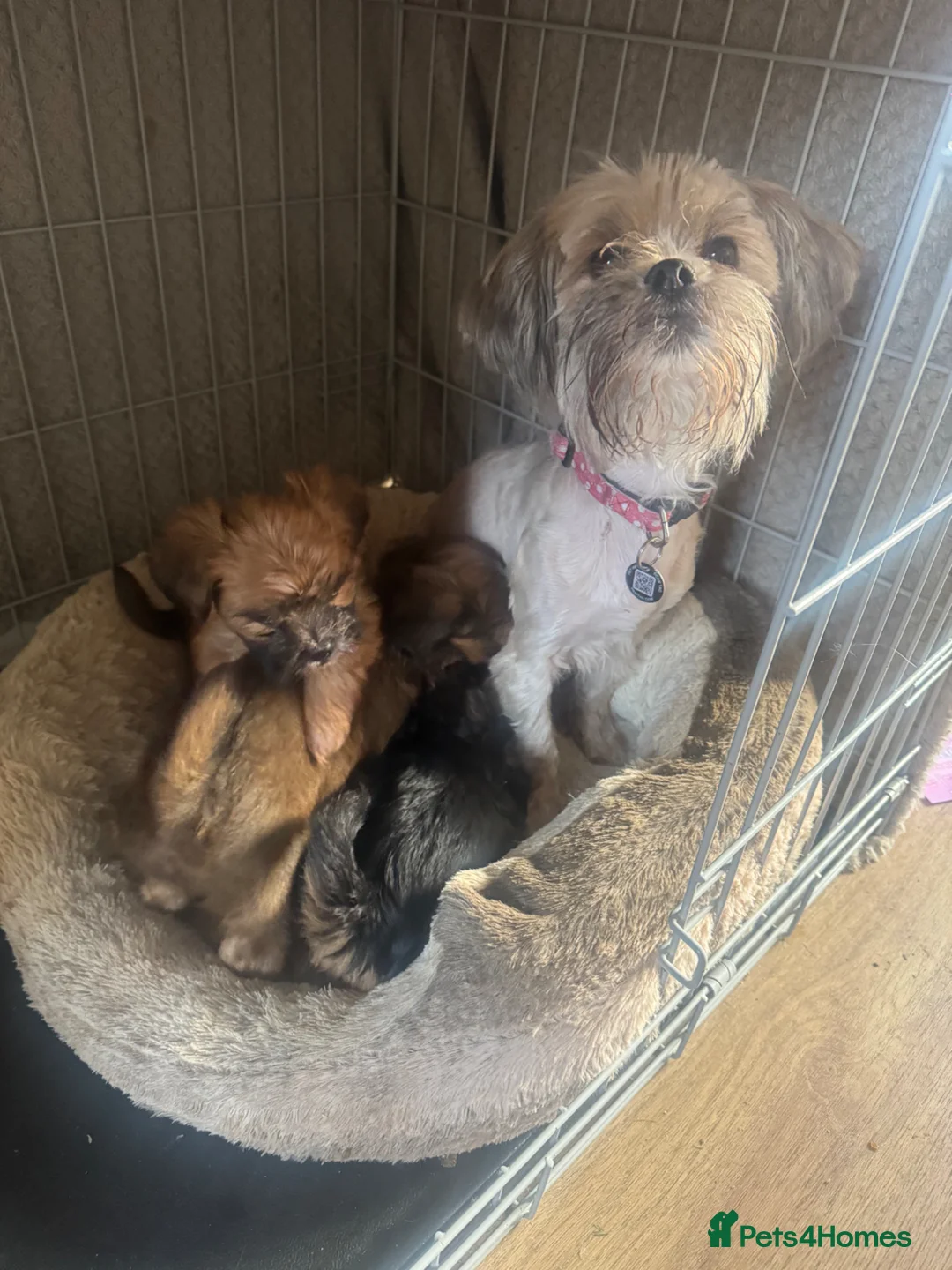 Mixed Breed dogs for sale: Lhasa Apso X Yorkie - Advert 2