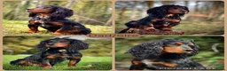 Cocker Spaniel dogs for sale: KC Reg WCS pups Health tested FTCH lines - Advert 3