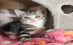 Domestic Shorthair cats for sale:  Beautiful Kittens Ready for Their Forever Homes.  - Image 4