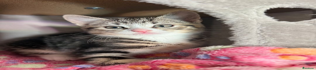 Domestic Shorthair Kitten 1