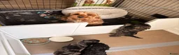 Cockapoo dogs for sale: STUNNING TOY COCKAPOOS  in Withernsea - Advert 16