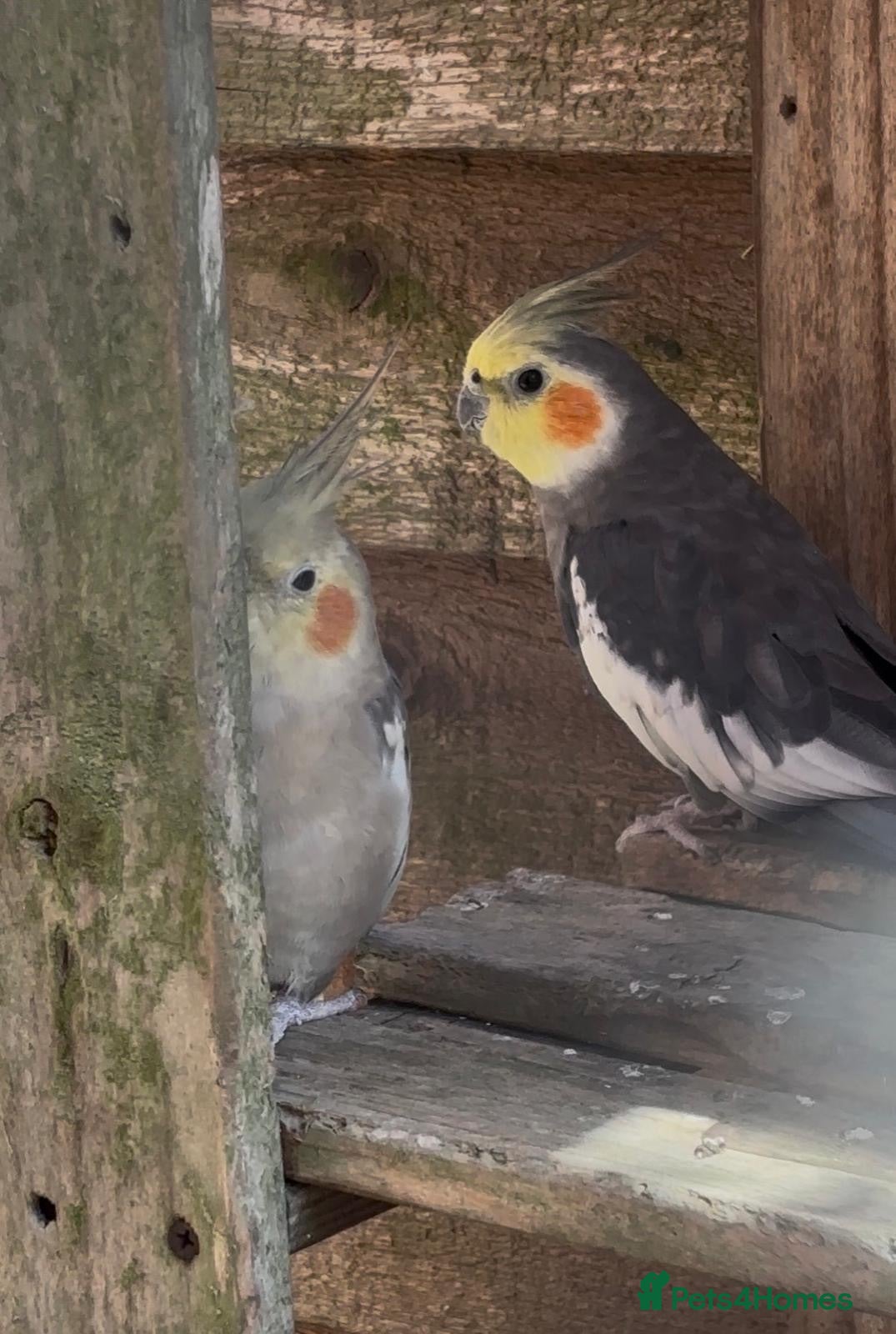 Cockatiels birds 2 Cockatiels for sale - Advert 2