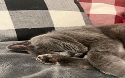 British Shorthair cats for sale: Beautiful female adult cat looking for new home - Image 4