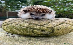 Pygmy Hedgehog rodents for sale: Reverse pinto young girl & dark boy ready now  - Image 8