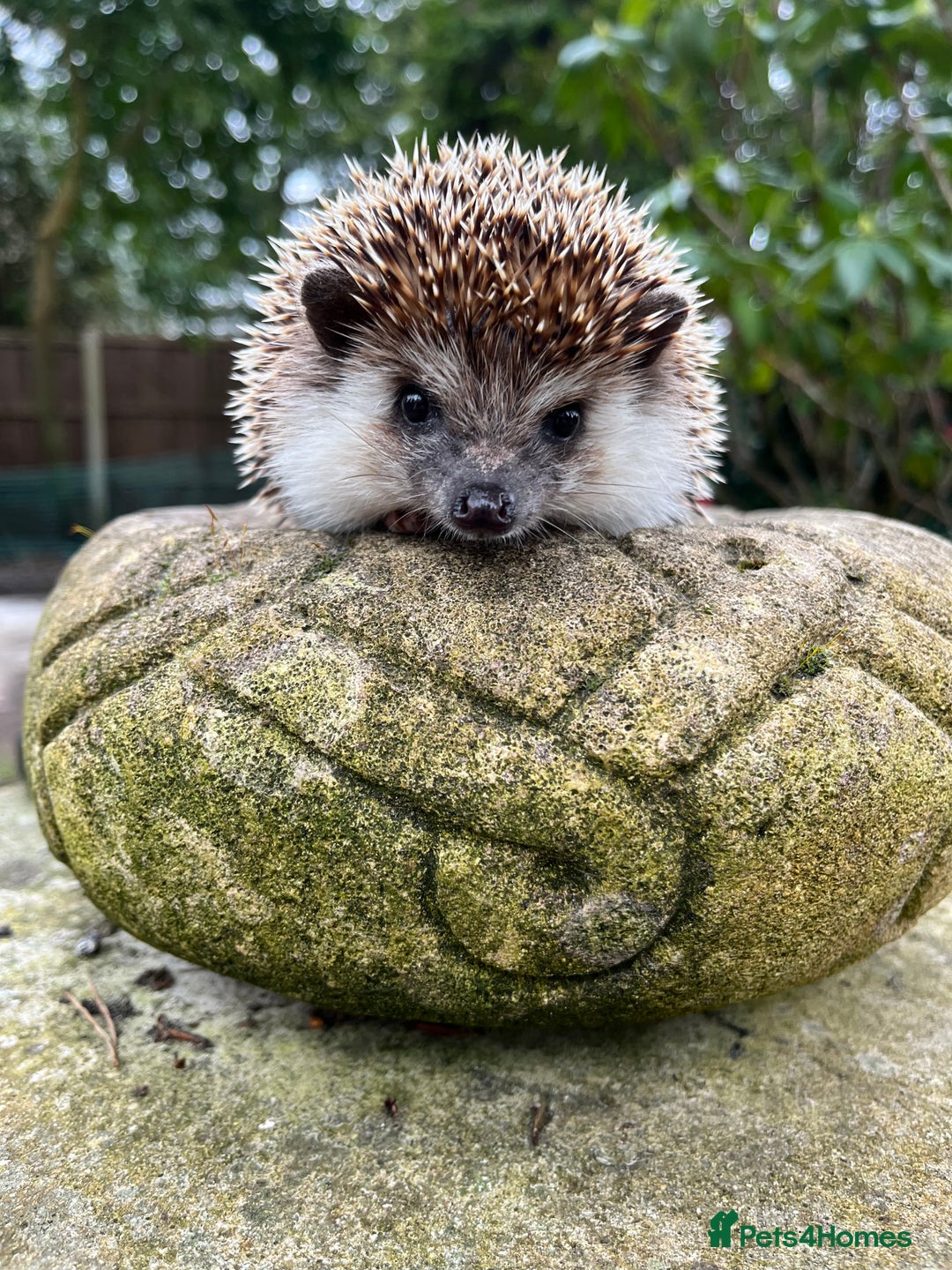 Pygmy Hedgehog rodents for sale: Reverse pinto young girl & dark boy ready now  - Image 8