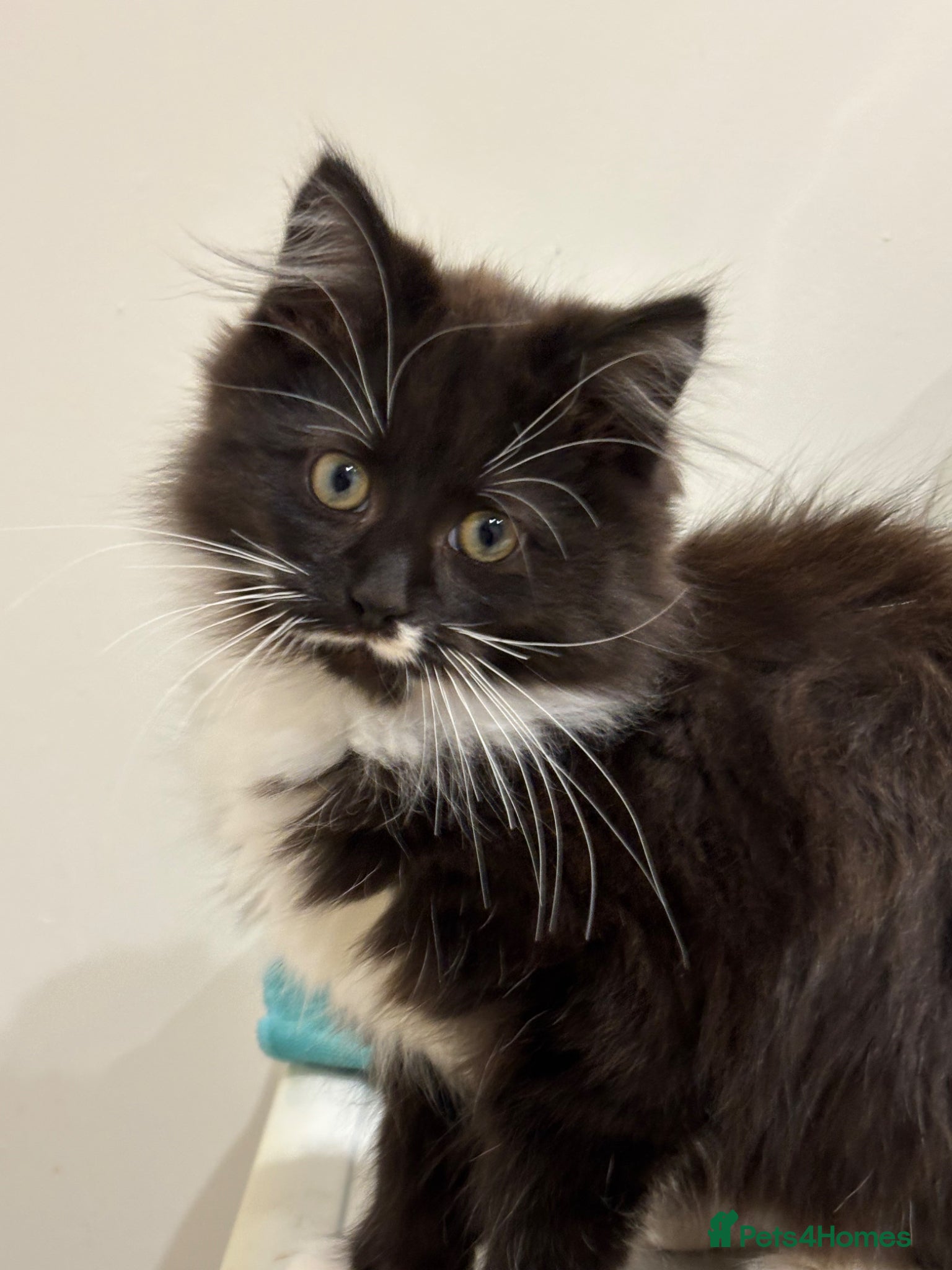 Mixed Breed cats Beautiful black and white fluffy tuxedo cat - Advert 1