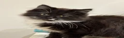 Mixed Breed cats for sale: Beautiful black and white fluffy tuxedo cat - Advert 1