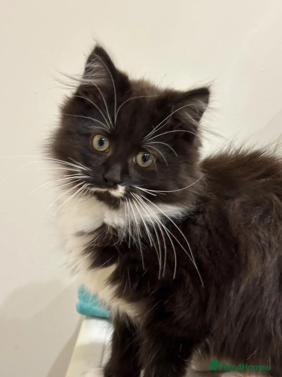 Mixed Breed cats for sale: Beautiful black and white fluffy tuxedo cat - Advert 1
