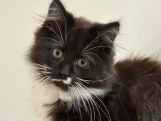 Mixed Breed cats Beautiful black and white fluffy tuxedo cat - Advert 2