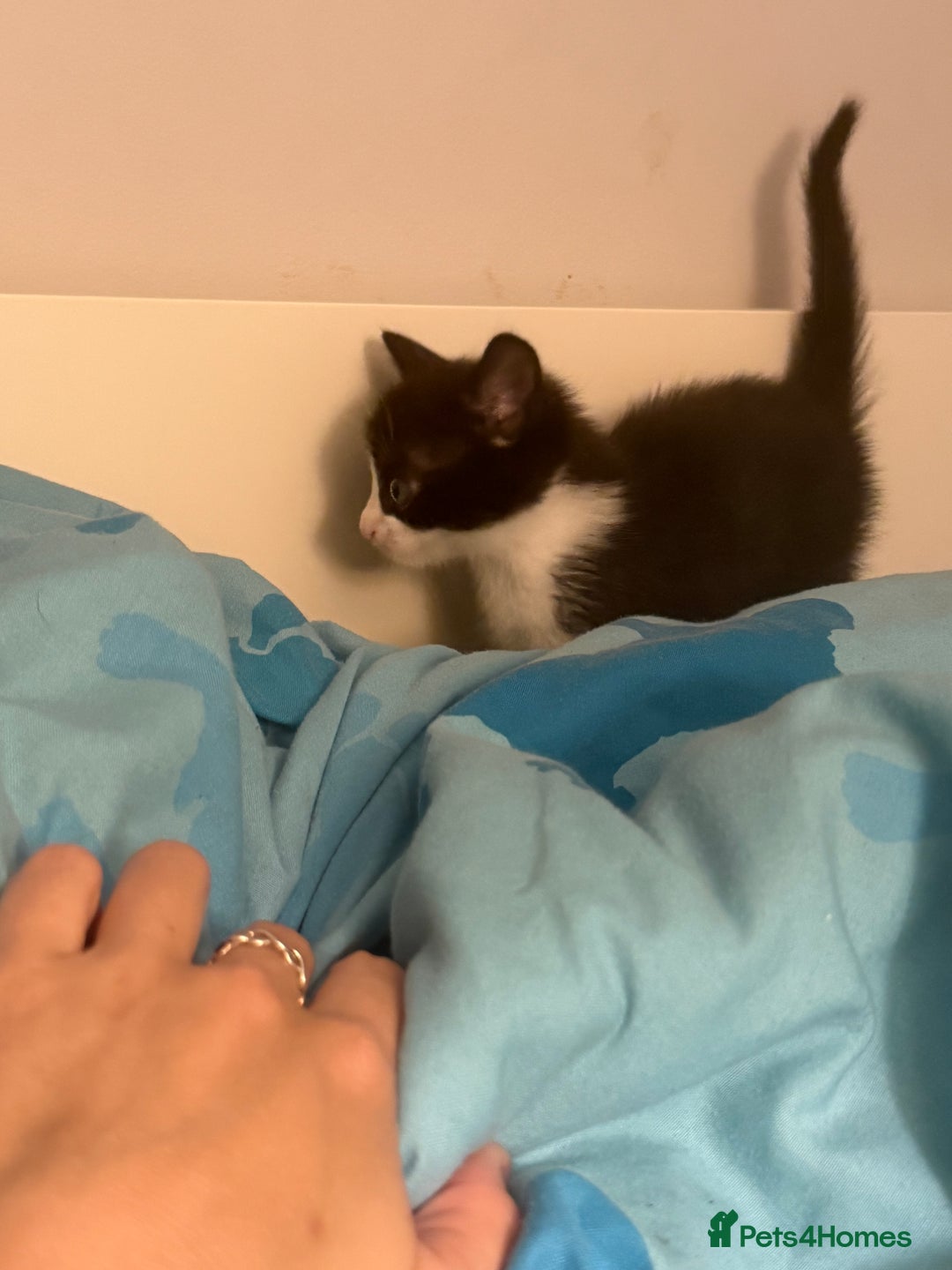 Mixed Breed cats for sale: Boy kitten black and white  - Image 2