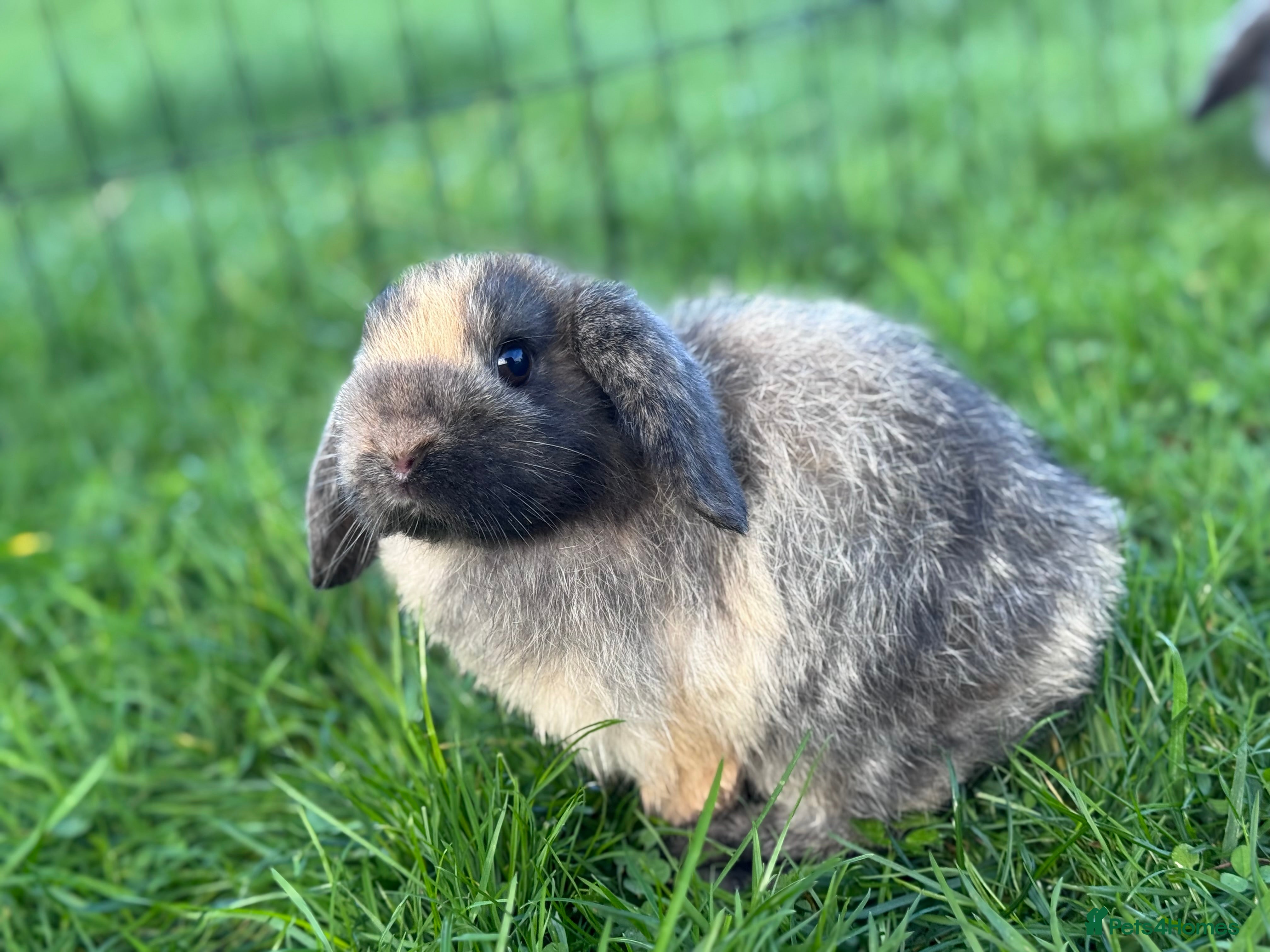 Mini Lop rabbits Bunnies available  - Advert 13