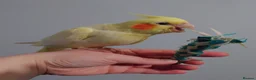 Cockatiels birds for sale: Hand reread silly tame DNA sexed baby cockatiels  - Advert 17