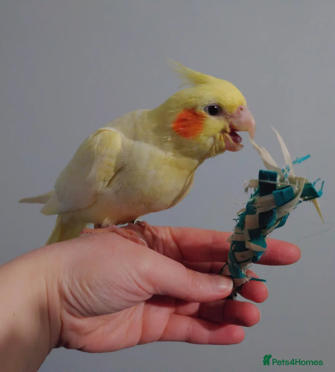 Cockatiels birds for sale: Hand reread silly tame DNA sexed baby cockatiels  - Advert 17